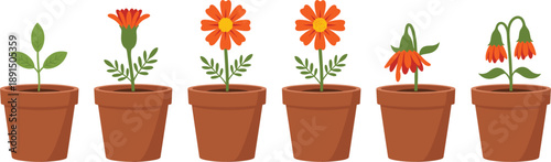 Plant growth stages vector illustration showing flower lifecycle from green sprout to blooming orange blossom and wilting dying plant in terracotta pots isolated on white background.