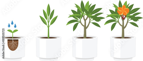 Growth stages of frangipani plumeria tree in white pots with root cross section and orange flower bloom isolated on white background flat vector illustration.