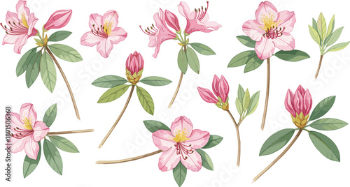 Collection of colorful spring garden flowers and green houseplants in terracotta clay pots isolated on white background flat vector illustration set