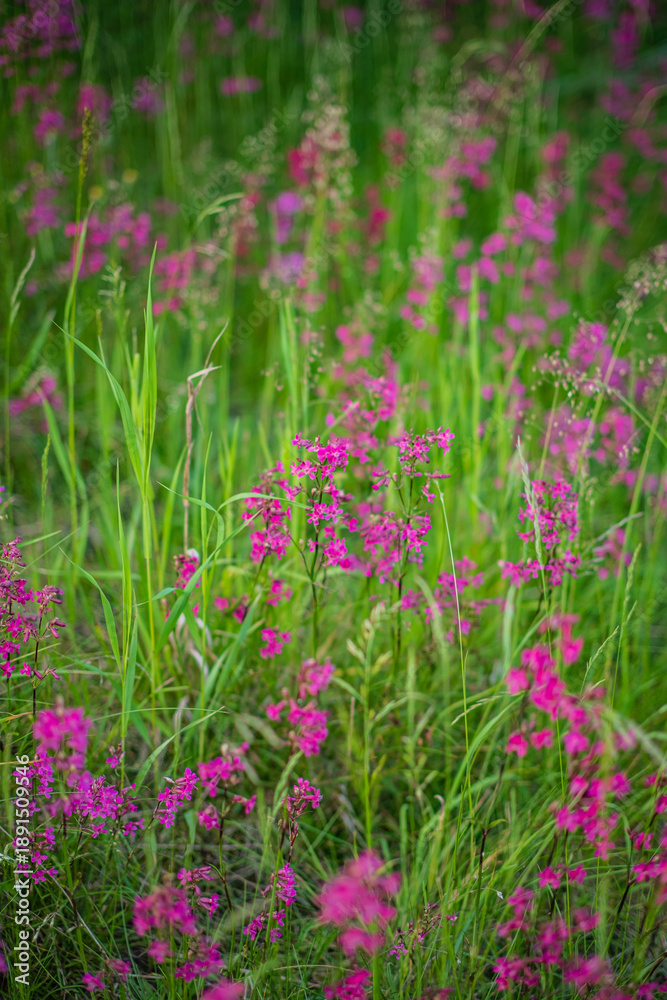 Obraz premium Bright pink wildflowers sway in lush green grass, showcasing nature's vibrant colors