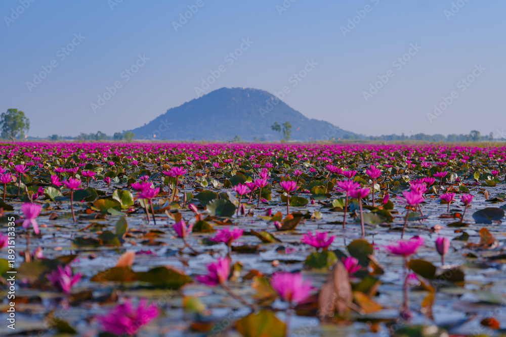 Naklejka premium Beautiful pink lotus field in Thailand filled with pink lotus flowers spreads across calm water. Red lotus field reflects a distant mountain, scenic mountain landscape in Nakhon Sawan. ทุ่งบัวแดง