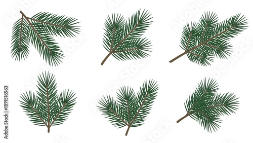 Collection of Pine Branches, Evergreen Sprigs, and Fir Needles Isolated on White Background
