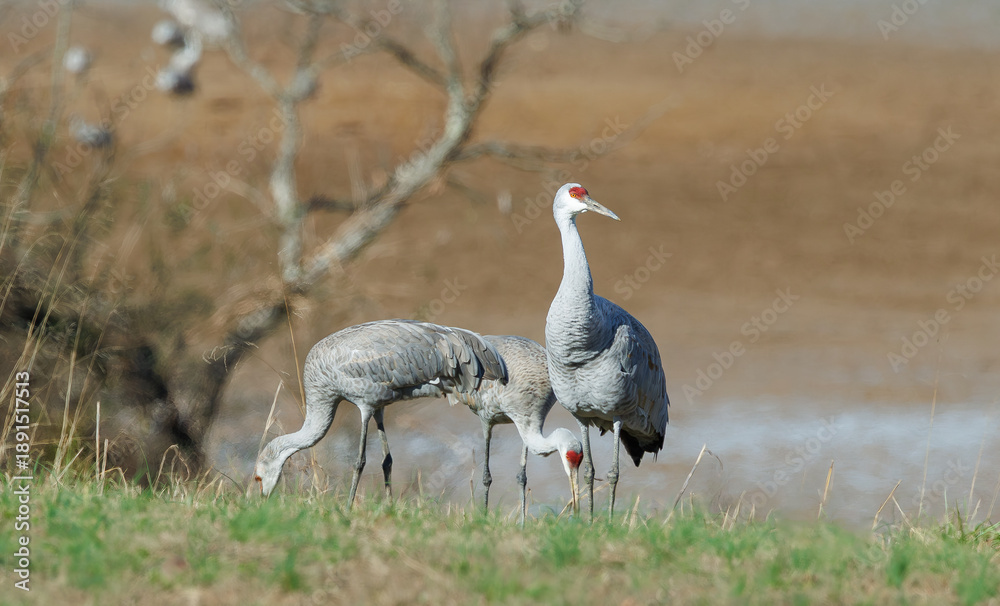 Fototapeta premium Sandhill cranes in Birchwood Tennessee at the Sandhill Crane Refuge in January.