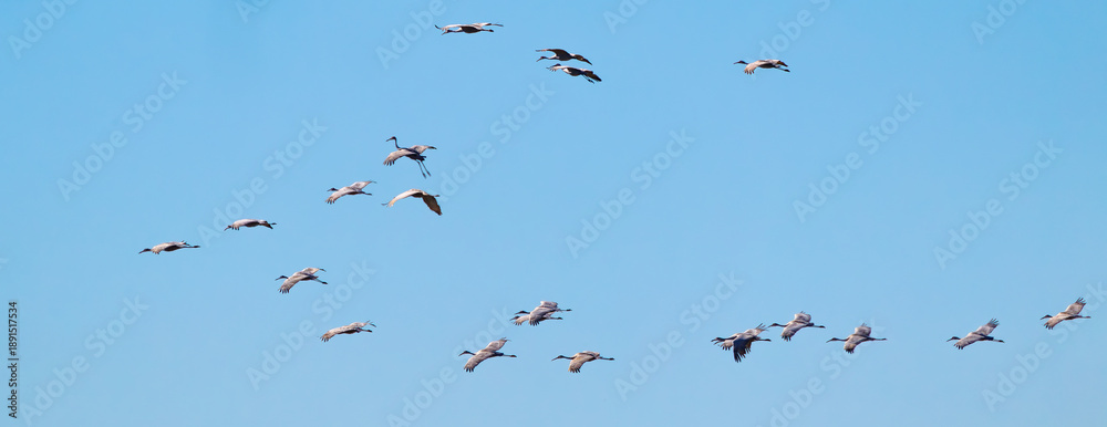 Fototapeta premium Sandhill cranes in Birchwood Tennessee at the Sandhill Crane Refuge in January.