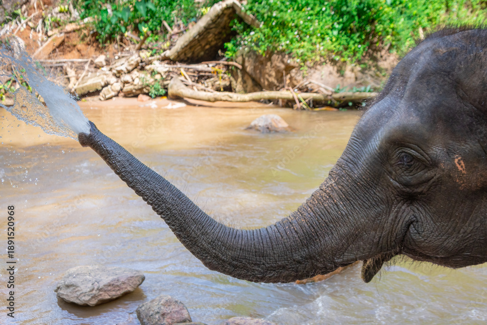 Fototapeta premium Asian elephants bathing in a river at a rehabilitation center in the Chinag Mai region of Thailand.