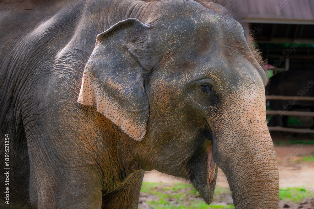 Naklejka premium Asian elephants at a rehabilitation center in the Chinag Mai region of Thailand.