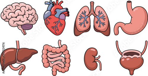 Colorful educational medical anatomy human internal organs for biology learning, healthcare reference, clinical diagram resources, science study materials in detailed cartoon vector style