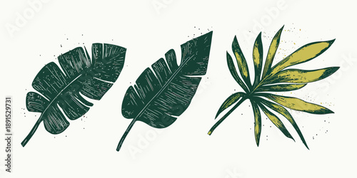 Hand drawn green tropical palm leaf banana leaf and fan palm foliage with textured grunge brush strokes isolated on white background vector illustration in flat minimalist style