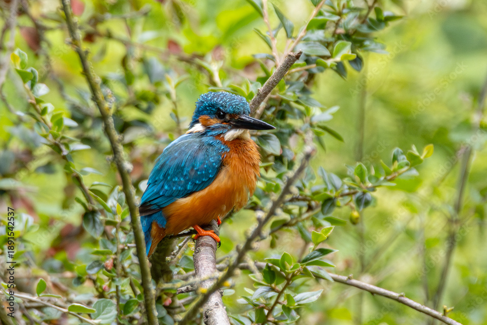 Fototapeta premium kingfisher on branch