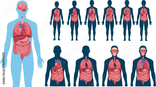 Human anatomy system set with organs, male body silhouettes, brain, lungs, heart, digestive system, medical educational vector illustration collection