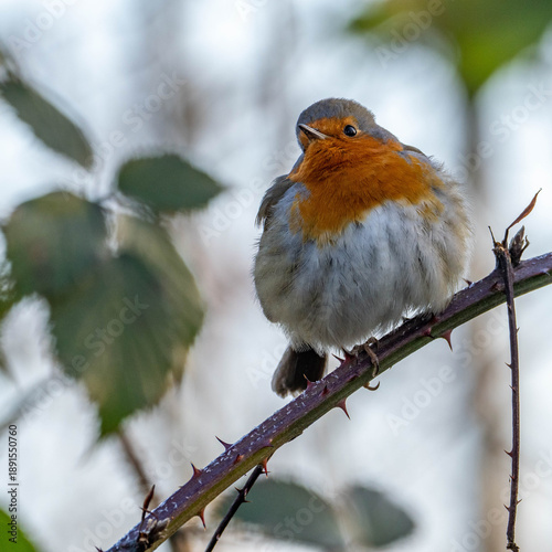 closeup of a robin bird perched on a branch