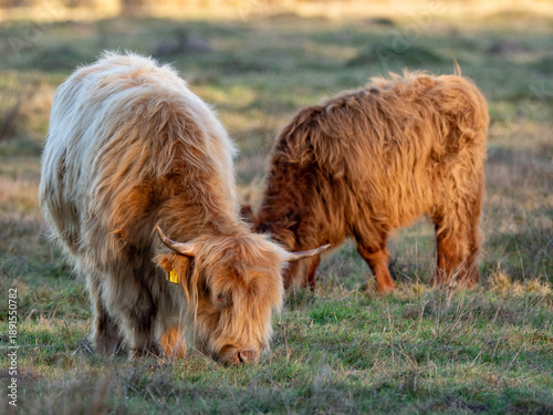 grazing Scottish highland cows on a pasture 