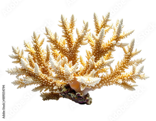 Delicate branching coral with textured polyps against a stark black background