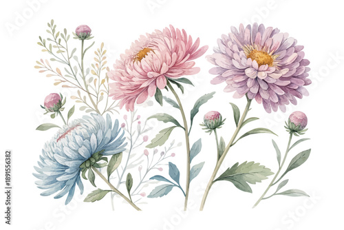 Watercolor Aster Bloom, Elegant Soft Floral Vector Illustration Isolated on White