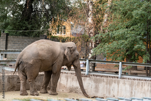 Fotografía Large asian elephant standing in enclosure with green trees and building background
