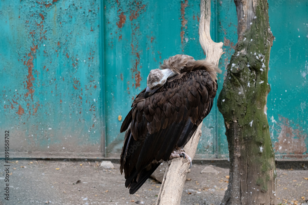 Fototapeta premium A vulture in its enclosure at the Almaty Zoo