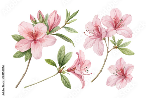 Watercolor Pink Azalea Bloom, Elegant Floral Vector Clipart Isolated on White