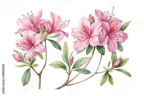 Watercolor Azalea Flower Illustration, Pink Floral Clipart,  isolated on white background