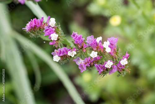 Wallpaper Mural Beautiful wavyleaf sea lavender (limonium sinuatum) flowers. Torontodigital.ca