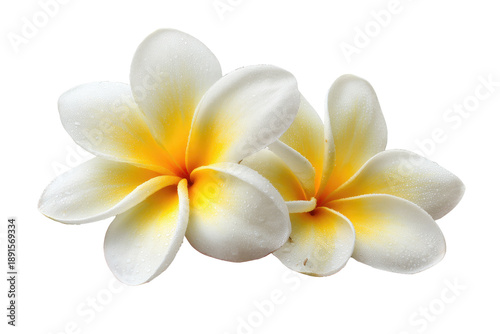 Two plumeria flowers, close-up, white with yellow centers,  show detail of petals and possible dew drops