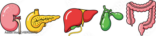 Human internal organs illustration set including kidney pancreas liver gallbladder and large intestine isolated on white background