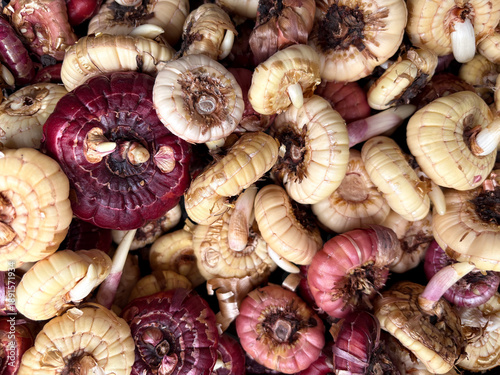 Photos A close-up of many gladiolus corms of different varieties, a texture of planting material for a spring garden, a concept of gardening and preparation for the season