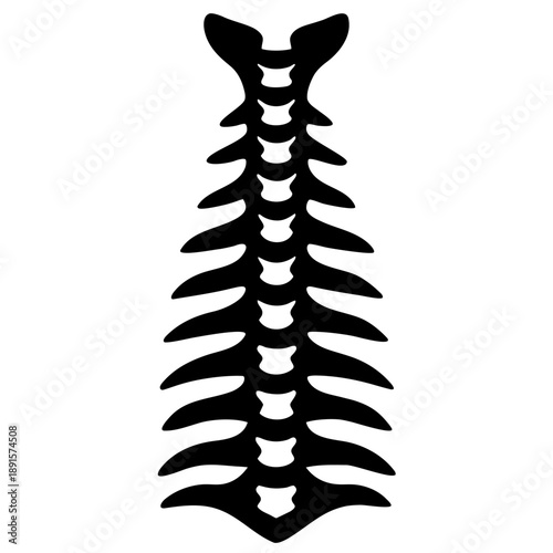 X ray image of the human spine