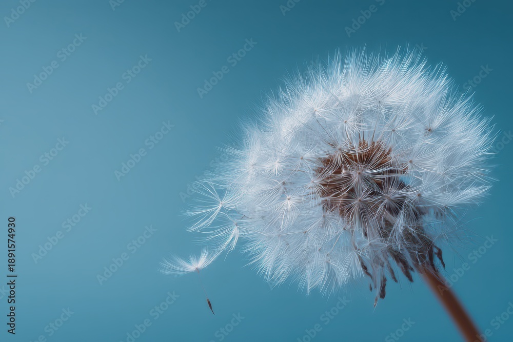 Fototapeta premium Airy dandelion seeds in a calm blue background scene
