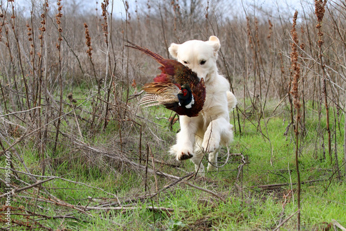A hunting golden retriever dog in the field