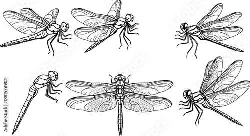 Dragonfly illustration set with detailed wings, insect anatomy design, black and white entomology art, nature wildlife sketch collection, flat vector