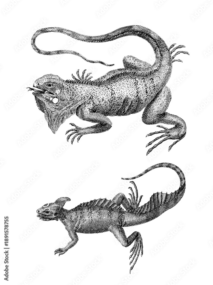 Fototapeta premium Hand drawing lizard illustration isolated on white background, detailed reptile sketch.