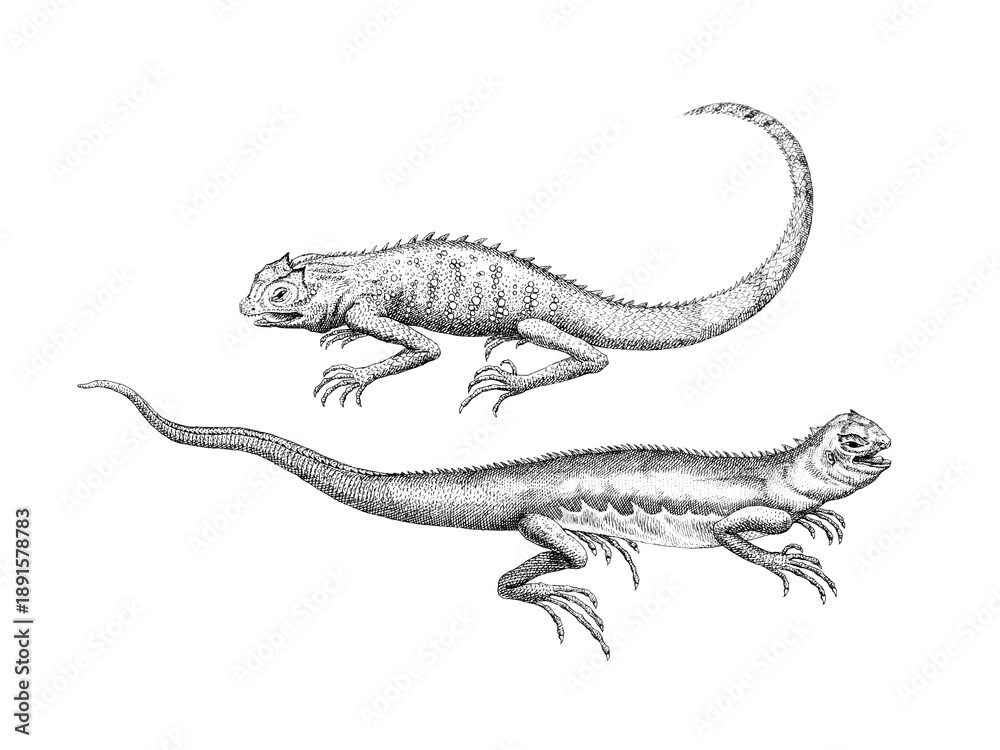 Naklejka premium Hand drawing lizard illustration isolated on white background, detailed reptile sketch.