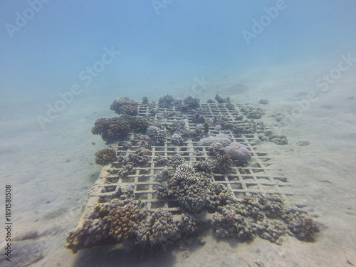 Construction for the restoration of a coral reef in Egypt involves the installation of artificial reef structures designed to promote coral settlement, growth, and ecosystem recovery. These structures