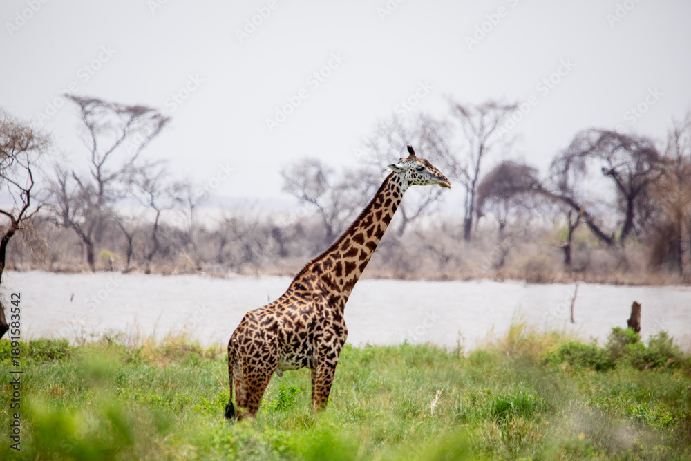 Fototapeta premium Giraffe standing in African savanna landscape