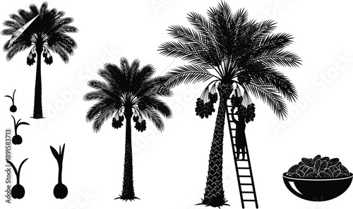 Date palm tree silhouette collection featuring tropical fruit harvest with worker on ladder plus seeds and bowl of sweet dates for middle eastern agriculture.