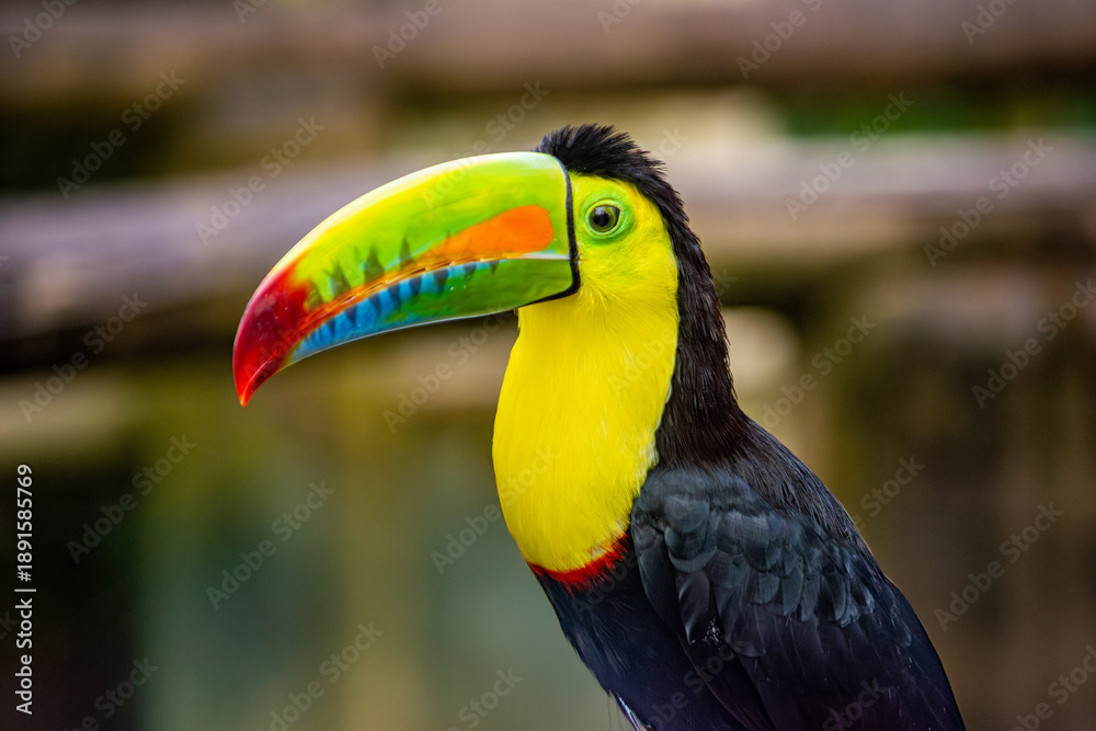 Naklejka premium A vibrant toucan displays its striking colors in Ukumarí, Pereira, Risaralda, Colombia. A stunning representation of wildlife conservation.