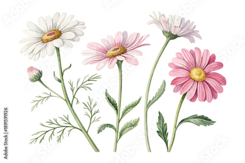 Watercolor Bellis Perennis Daisy Illustration, Minimal Floral Clipart, vector illustration isolated on white background