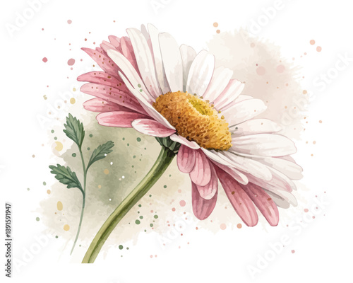 Watercolor Bellis Perennis Daisy Illustration, Minimal Floral Clipart, isolated on white background