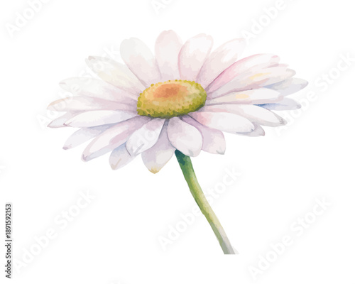 Minimal Watercolor Daisy Flower, Bellis Perennis Floral Clipart Illustration Isolated on White