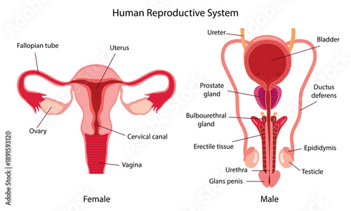 Diagram illustrating the human reproductive system, featuring the female and male anatomy. Medical concept
