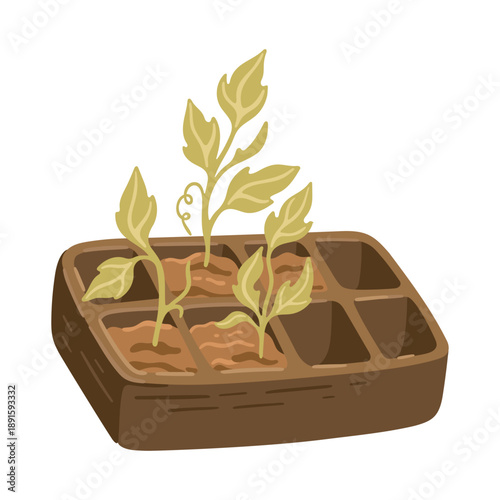 Spring seedling tray with young plants. Gardening illustration. Vector.