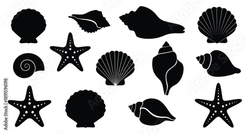 Black silhouettes of various seashells starfish and marine life forms