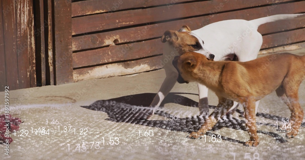 Fototapeta premium Playing two medium dogs interacting on sunlit concrete near wooden gate, with striped mat and rope