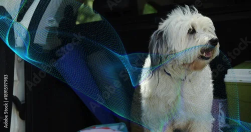 Fototapeta Sitting shaggy white-gray dog facing right in SUV cargo with cooler, collar and blue-green ribbon