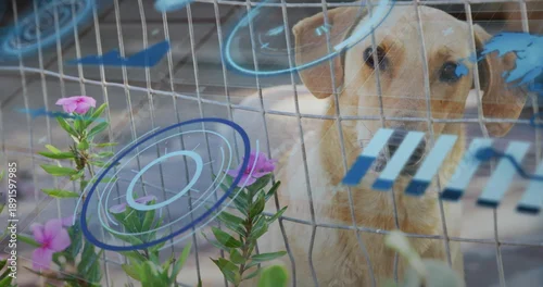 Fototapeta Standing tan medium dog peering through wire mesh fence in pen with blue decals, pink flowers