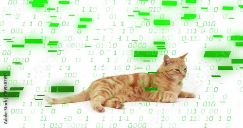 Lying ginger tabby cat stretching front paws on white studio backdrop, with green binary overlay