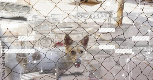 Fototapeta Standing tan-white red-collared dog with tag behind chain-link fence in concrete pen, with overlays