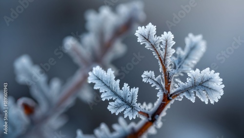 Wallpaper Mural Frozen Twig Close-Up Torontodigital.ca