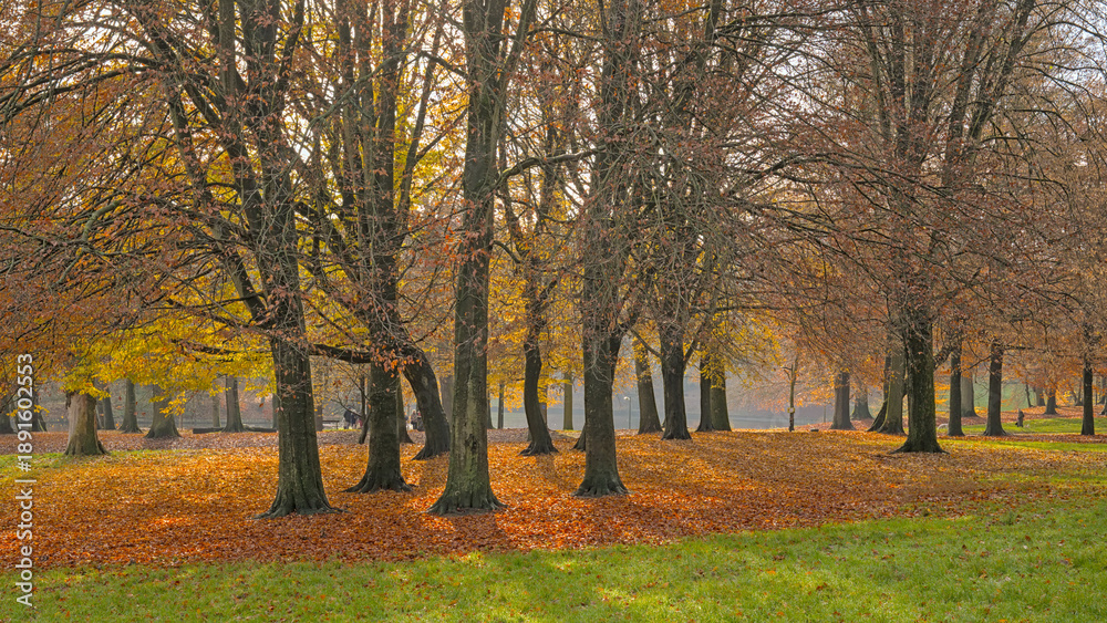 Obraz premium Colourful trees in Sonian primeval beech forest in fall. Brussels, Belgium