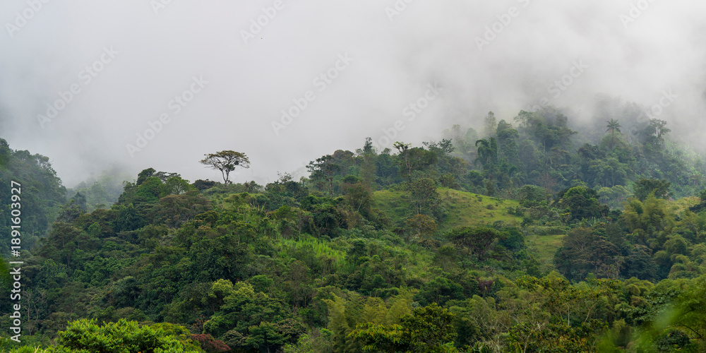 Obraz premium Mindo cloud forest landscape, Ecuador